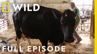 Emergency Labor (Full Episode) | The Incredible Dr. Pol