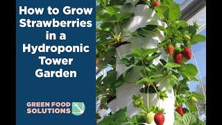 How to Grow Strawberries in a Tower Garden (How to care for your vertical garden strawberries)