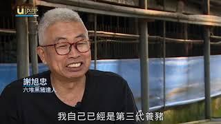 u故事／職人精神 屏東豬農拚勁保留台灣黑豬種