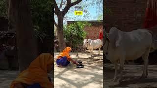 बुलावा || ब्याह || Part 6 || Mr. UUK Films #village #youtubeshorts #villagelife #mruukfilms