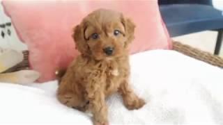 Izzy's Toy Cavoodle Girl D 3340 - Pocket Puppies