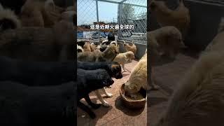 全世界都在看它：King Charles的興衰傳奇! #趣聞 #kingcharles