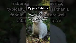 FACTS about PYGMY RABBITS: Nature Unleashed!!! #shorts #facts