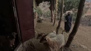 A Day in the Life: Nomadic Shepherds & Their Flocks