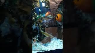 #aquarium WOLF fish & COOKOO WRASE AT THE AQUARIUM @Wolffishfish