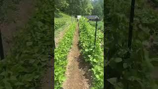 The life #shorts #fyp #appalachia #appalachian#gardening #country #accent