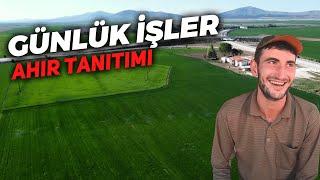 BU TRAKTÖR HER YERE GİRER! MF 135 İLE AHIR TEMİZLİYORUZ. GÜNLÜK İŞLER VLOG [GoPro]