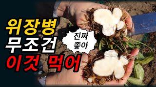 만성위염, 위축성위염, 장상피화생에 이것이 최고의 약초입니다[약초방송]