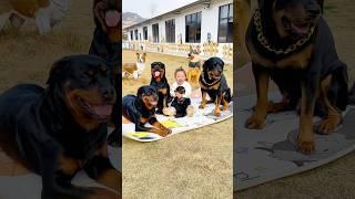 这才是家里真正的霸主#一坨 #rottweiler #罗威纳 #罗威纳护卫犬 #rottweilerpuppy #向威和一坨 #pets #老友狗狗 #萌宠 #funny #搞笑 #狗狗
