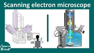 Scanning Electron Microscopy (SEM) | Working Principles and application of SEM in biology