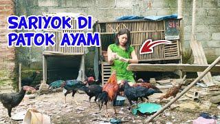  NIAT NYA MEMBANTU MAMIKAH KASIH MAKAN AYAM, EH MALAH DI PATOK AYAM TANGAN KU 