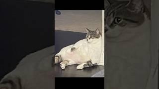 꽁치 다이어트 #shorts #쇼츠 #고양이 #cat #다이어트 #비만 #꽁치