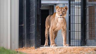 Rescued lioness Yuna steps on grass for the first time in her life…