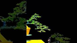 Beautiful Bonsai Works#688#shorts #shortsvideo #beautifulbonsai #art #khuebonsai️