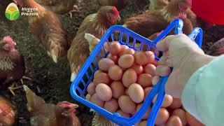 ¿Cuántos huevos producen 100 gallinas al día?