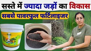 फसलों में ज्यादा फुटाव + जड़ों का अधिक विकास | Agro-max | humic acid | sea weed extract |