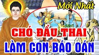 CHÓ ĐẦU THAI LÀM CON BÁO OÁN...Gieo Nhân Gặt Quả | Chuyện Nhân Quả Báo Ứng Hay Nhất 2024