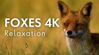 Unwind with Foxes & Relaxing Music