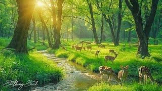 Gentle music, calms the nervous system and pleases soul - healing music for heart and blood vessels