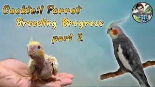 Cocktail Parrot Breeding Brogress part 2 | Cocktail Parrots Chicks | Zeshan Pets Info