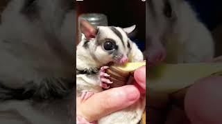 Sugar Glider eat coconut worm