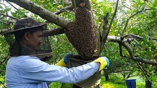 How to catch honey bees #honeybees #himalayanbeeman#loghive #naturalbeekeeping #purehoney