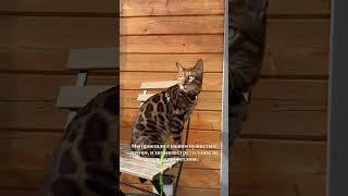 Нашли уютный домик с сауной и ужином от шефа - всего 70€ за ночь и 40 мин от Риги!