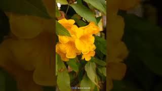 Yellow elder flower (घंटी फूल)/ishq kru ya kru ibadat song #satisfying #flower #life