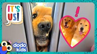 Golden Retrievers Love Being Besties With Everyone! | Dodo Kids | It’s Me!