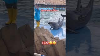 Super Cute Dolphin#japanlife #pinoyinjapan #warriormominjapan #seacreatures #dolphin