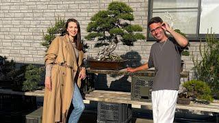 Обзор частной коллекции бонсай от 23.04.2023. Bonsai. 盆栽. Япония. Japan. 日本 Купить бонсай