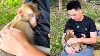 Monkey Kaka sleeps soundly in father's arms because her misses him