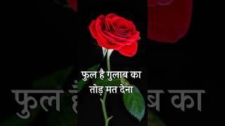 फुल है गुलाब का तोड़ मत देना || gulab romantic shayari  love you shayari  || #shayari #status