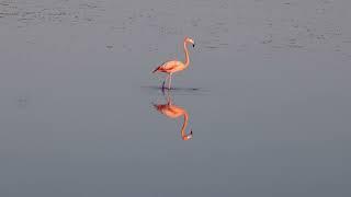 American Flamingo by Karen Willes - 2023 Audubon Photography Awards