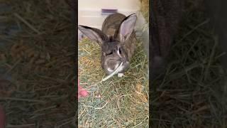 What do bunnies do during day?  #shorts #bunny #rabbit