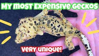 My MOST EXPENSIVE GECKOS!! (Beautiful)