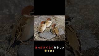 【ゆっくり解説】【スズメの秘密】あのモフモフ、冬だけじゃないってマジ！？