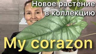 Разговорная ПЕРЕСАДКА Алоказии Коразон / Alocasia Heterophylla Corazon. Посадка клубня. Новинка!