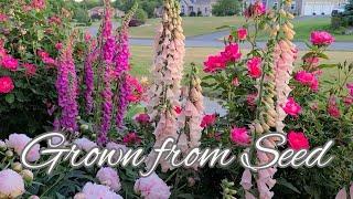 My Experience with Foxglove. How To Grow Foxglove & Collect Seed.