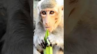 Monkey | The amazing things about monkey #shorts #animals #monkey