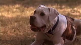 Homeward Bound: The Incredible Journey (1993)- The Cat-a-pult