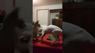 Wrinkly Wonder: Watch Our Elf Cat Go Crazy in a Sphynx Cat Playfest!