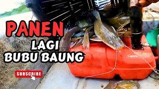 [ Catch&Sell ] BUBU BAUNG PANEN LAGI #vlog144  #unlimitedhobby #unlimitedfishing #amazinghobby