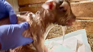 Nigerian Dwarf Goat Gives Birth to 1 Slimy, & 1 HUGE Baby Goat | More Kids on the Farm! ️