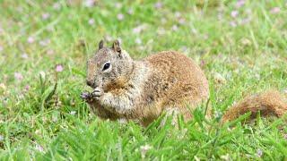 Biologists make surprising discovery about squirrels' eating habits