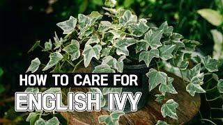 BEST TIPS | HOW TO CARE FOR ENGLISH IVY | HEDERA HELIX PLANT CARE GUIDE