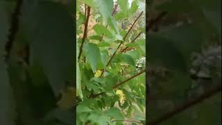 Железов В. К.   Подвойные ветки - ожидание чудес.  (Отрывок 1)