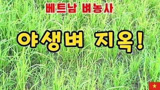 [베트남벼농사] 벼 시험재배 포기할까? 일단 대수술 들어갑니다! (kiengiangtv)