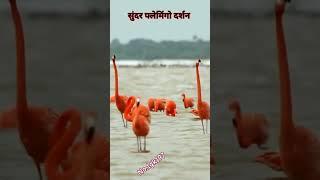 Flamingo Family #shorts #shortsfeed #flamingo #animalsoundeffects #trending