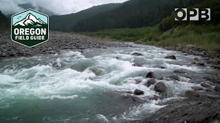 The rewilding of the Elwha River: 12 years after dam removal | Oregon Field Guide